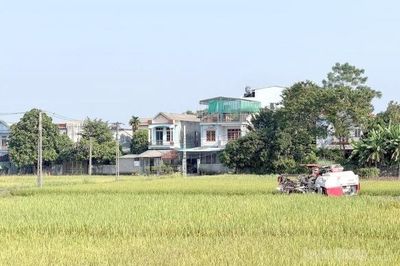 Tuyên Quang: Nông dân khẩn trương thu hoạch lúa mùa, đẩy nhanh sản xuất vụ đông