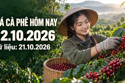 Giá cà phê hôm nay 22.10.2026: Áp lực từ hai sàn kỳ hạn