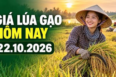 Giá lúa gạo hôm nay 22.10.2026: Sức mua quyết định đà giá