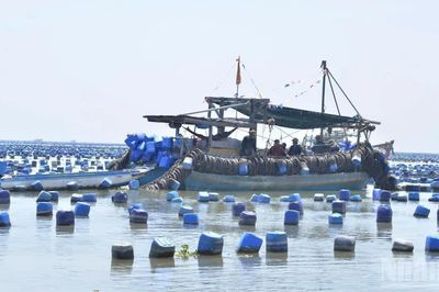 Đồng Tháp kiên quyết xử lý triệt để nuôi hàu trái phép trên biển