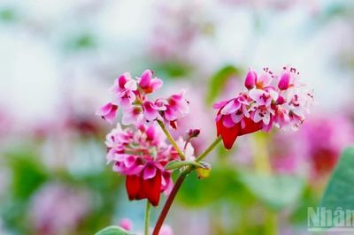 Tuyên Quang sẵn sàng cho Lễ hội hoa tam giác mạch