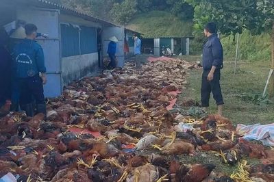 Chập điện, hơn 3.000 con gà chết ngạt