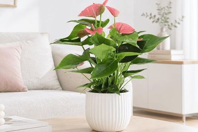 3 cây cảnh có hoa quanh năm, vừa đẹp nhà vừa hút tài lộc