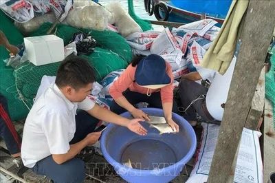 Khánh Hòa: Xác định nguyên nhân cá chim nuôi lồng chết bất thường