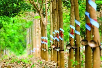 Giá mủ cao su tăng, Cao su Thống Nhất lãi đậm
