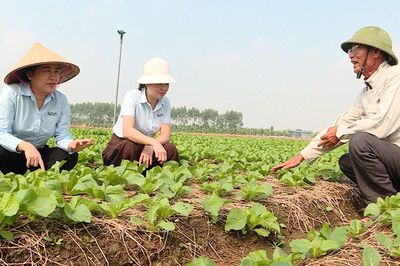 Bắc Ninh: Triển vọng mô hình sản xuất rau cải Tòa Sại Choi Hing Lee Special 318