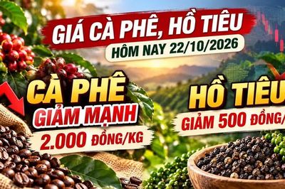 Giá nông sản hôm nay 22/10: Cà phê, hồ tiêu đồng loạt giảm