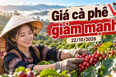 Giá cà phê hôm nay 22/10: Trong nước và thế giới cùng chịu áp lực giảm