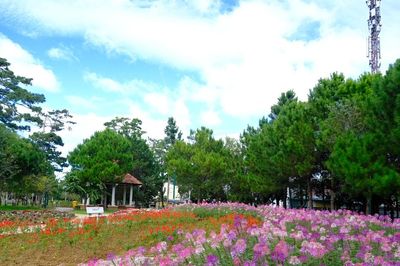 Đà Lạt tất bật điểm tô sắc hoa, sẵn sàng đón Festival