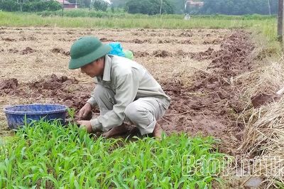 Thay đổi trong sản xuất vụ Đông ở Xuân Đài