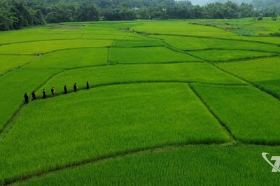 Một ngày với người làm cốm