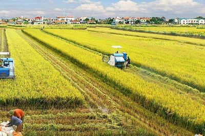 Góc nhìn văn hoá: Đồng bằng sông Hồng phát triển nông nghiệp xanh từ văn hóa lúa nước