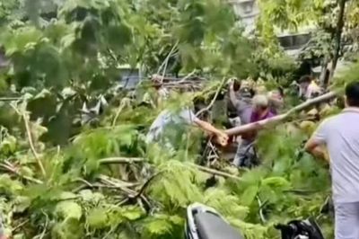 Cây xanh bật gốc đổ ra đường khiến một người tử vong