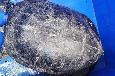 Đang đi tập thể dục, người dân TP.HCM bất ngờ gặp 'vị khách lạ' nặng 7 kg, liền mang đến công an giao nộp
