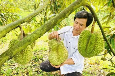 Đồng Tháp đẩy mạnh tiêu thụ nông sản chủ lực dịp cuối năm