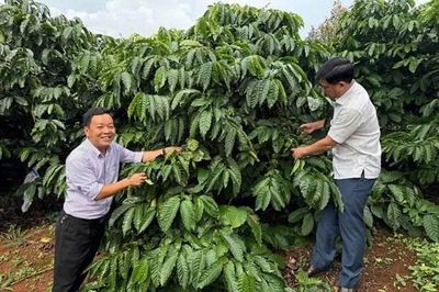 Xã Quảng Trực phát huy lợi thế nông nghiệp, cửa khẩu để phát triển kinh tế vùng biên