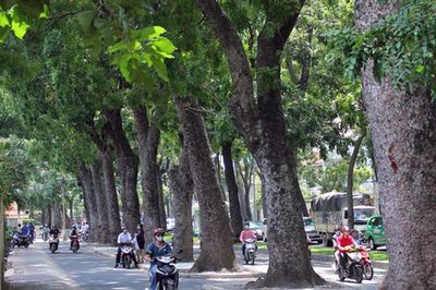 Từ hôm nay, Hà Nội cấm trồng 18 loại cây nguy hại, ưu tiên 33 giống thích ứng