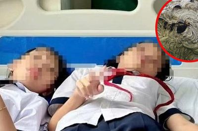 Ném đá vào tổ ong, 27 học sinh bị tấn công phải nhập viện cấp cứu