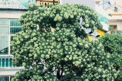 Chuyện từ cây hoa sữa