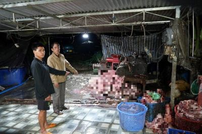 400 tấn heo bệnh, heo chết lọt ra thị trường: Lỗ hổng kiểm soát nằm ở đâu?