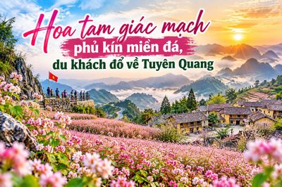 Hoa tam giác mạch phủ kín miền đá, du khách đổ về Tuyên Quang