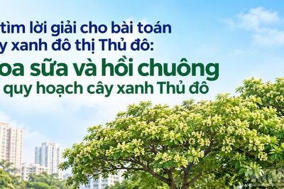 Hoa sữa và hồi chuông về quy hoạch cây xanh Thủ đô