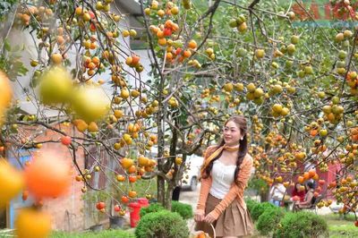 Du khách thích thú với mùa hồng chín ở Đà Lạt