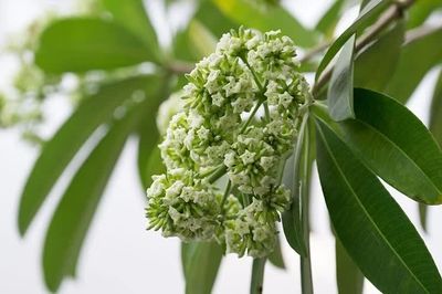 Di chuyển cây hoa sữa ở Hà Nội phải làm thế nào để vẫn giữ nét đặc trưng?