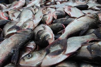 Loài cá thường bị chê vì mùi tanh nhưng lại là 'kho báu' Omega-3 cực tốt cho sức khỏe