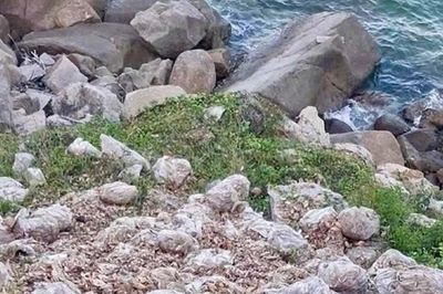 Đổ trộm 3,8 tấn ghẹ chết bốc mùi ra bờ biển, người đàn ông bị xử phạt