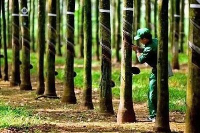 Vì sao giá cổ phiếu Cao su Tây Ninh tăng gần 30% trong khi lợi nhuận giảm?