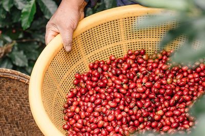 Giá nông sản hôm nay (23/10): Giá cà phê tiếp tục giảm, thịt lợn dao động trong khoảng 46.000 - 52.000 đồng/kg