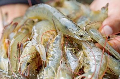 Doanh thu giảm, Thực phẩm Sao Ta vẫn lãi lớn quý III nhờ 'vụ tôm vàng'