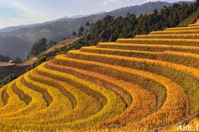 Mù Cang Chải: Từ sức hút mùa vàng đến phát triển du lịch bền vững