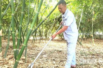 Trồng măng lục trúc cho hiệu quả kinh tế cao