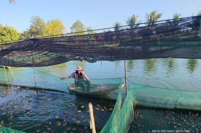Quảng Chính tích tụ ruộng đất, phát triển sản xuất quy mô lớn