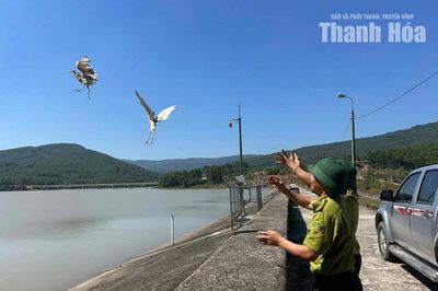 Tăng cường bảo vệ chim di cư, chim hoang dã
