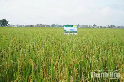 Nhân rộng mô hình canh tác lúa thân thiện với môi trường