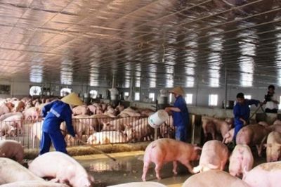 Ngành chăn nuôi tìm cách nâng cao sức cạnh tranh trước áp lực từ thịt nhập khẩu