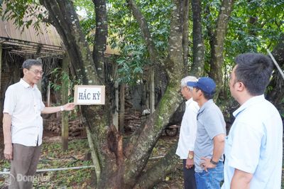 Người tiên phong trồng kỳ nam ở Bình Lộc