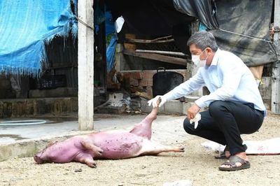 Gia Lai: Xử phạt 14 triệu đồng đối với 2 cá nhân mua bán, giết mổ heo chết
