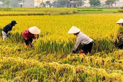 Nông nghiệp Lào Cai duy trì đà tăng trưởng, khẳng định vai trò trụ đỡ nền kinh tế