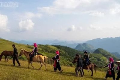 Cần có giải pháp phát triển đàn ngựa tại Lào Cai