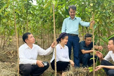 Tổng kết dự án trồng quế theo hướng hữu cơ giai đoạn 2024 - 2026