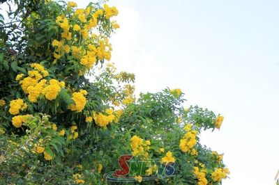 Dịu dàng tháng mười