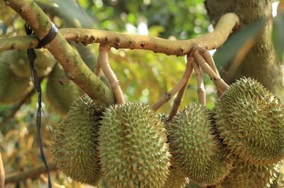 Tăng chế biến sâu, đưa xuất khẩu rau quả cán mốc 15 tỷ USD