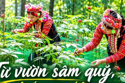Từ vườn sâm quý, mở lối sinh kế ở Lai Châu