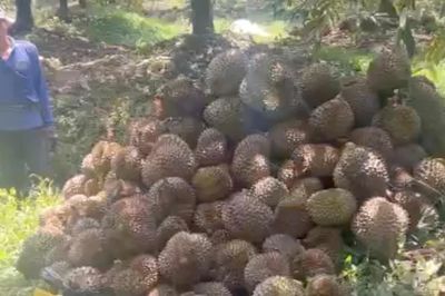 Cháu ruột xịt thuốc diệt cỏ làm hư hại gần 8 tấn sầu riêng