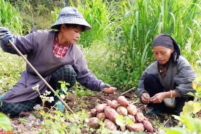 Triển vọng từ cây khoai lang tím ở Lũng Nặm