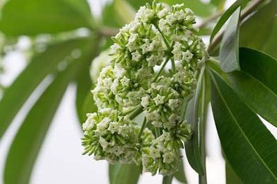 Mùi hoa sữa có độc không? Những người cần thận trọng khi mùa hoa nở rộ